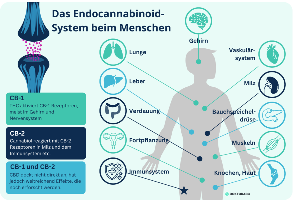 Das Endocannabinoid System